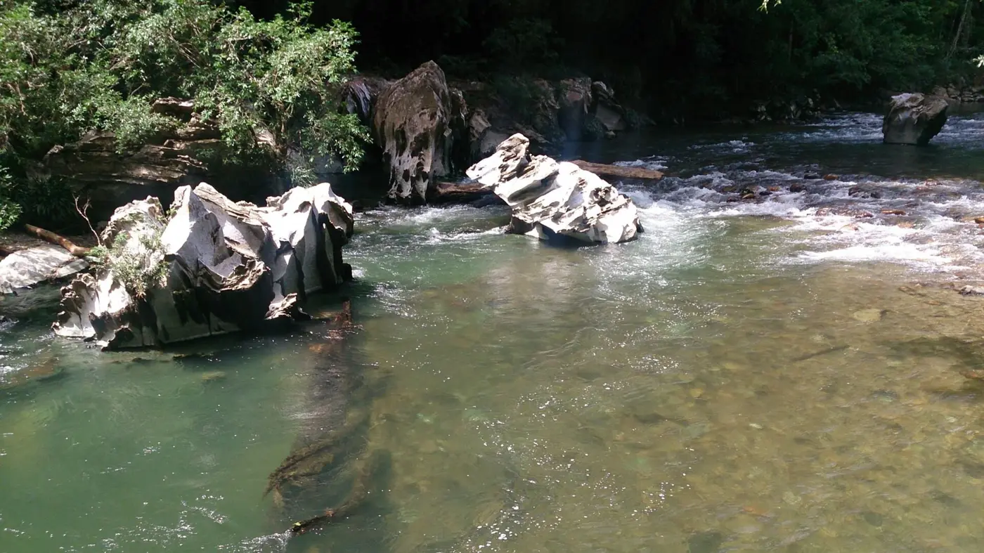 Bosque y río en Río Claro